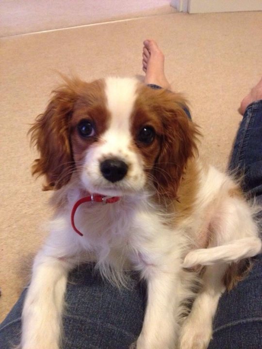 Problems with our puppy...he just won't settle in the house. - Page 1 - All Creatures Great & Small - PistonHeads - The image captures an endearing scene of a small puppy resting on a person's lap. The puppy is of a mixed breed, its fur a charming mix of brown and white. It has a vibrant red collar that squares with its lively demeanor. The puppy's attention is focused on the camera, with its ears pointed upwards and eyes wide open, displaying a sense of curiosity and alertness. The floor beneath provides a neutral backdrop, putting the focus entirely on the puppy.