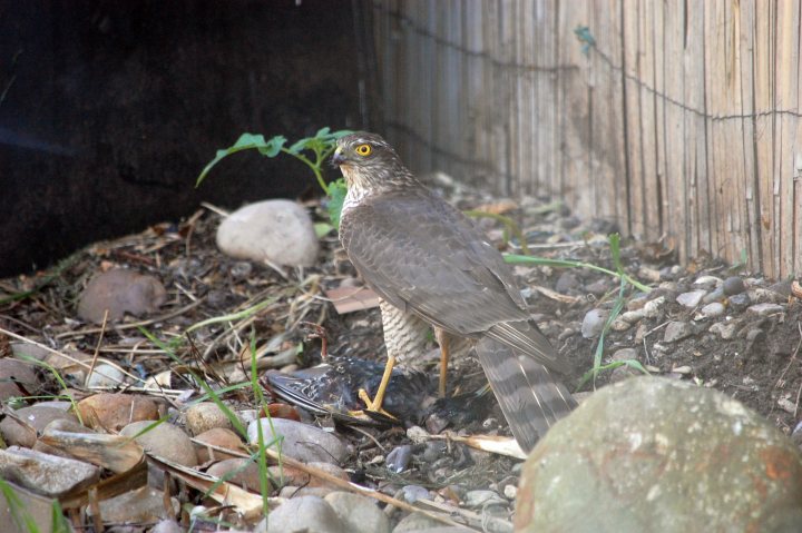 Garden Pistonheads Afternoon Bit Surprise - In the image, a bird is standing on top of a pile of rocks and dirt. The bird appears to be a hawk, characterized by its light green feathers and primarily brown tail feathers. It stands relatively close to a wooden fence, which forms part of the backdrop in the image. The bird's attention seems to be directed towards something on the ground, possibly a piece of food or an object of interest. The scene gives a sense of the bird's natural habitat or a place it has caught its meals.