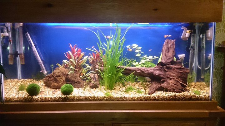 Just bought a fish tank  - Page 4 - All Creatures Great & Small - PistonHeads