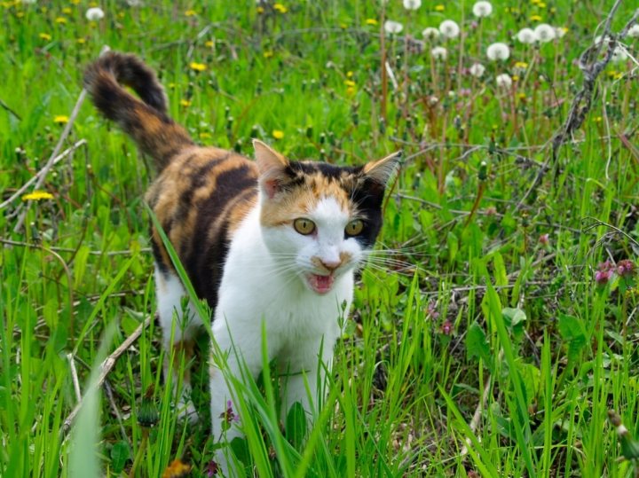 A gray and white cat sitting in a field - Pistonheads - The image presents a calm and pastoral scene featuring a calico cat standing amidst long green grass. The cat's fur has a mix of black, white, and brown patches, and its coat is long and dense, suggesting it may be a breed or a status of a house cat. The cat's tail is slightly raised, indicating it may be on alert or is just moving around. The grassy field is dotted with white flowers, adding a touch of beauty to the image. The overall mood of the image is peaceful and serene, capturing a typical day in the life of a domestic cat who appears to be out exploring its surroundings.