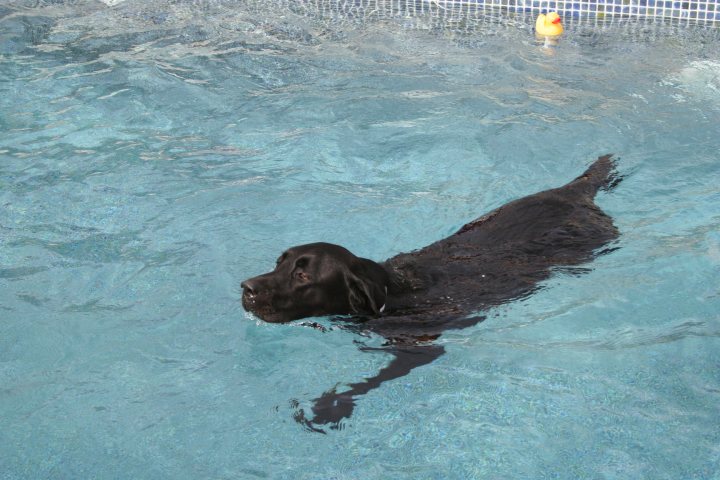 Post photos of your dogs - Page 147 - All Creatures Great & Small - PistonHeads - The image depicts a black dog swimming in a pool. The dog appears to be enjoying its time in the water, with its body partially submerged. A floating duck is also visible in the pool, adding a dynamic element to the scene. The water in the pool looks clear, and the dog's fur contrasts with the blue glow of the water. There's no other significant object in the pool, and the background is not visible. The image captures a moment of fun and relaxation for the dog.