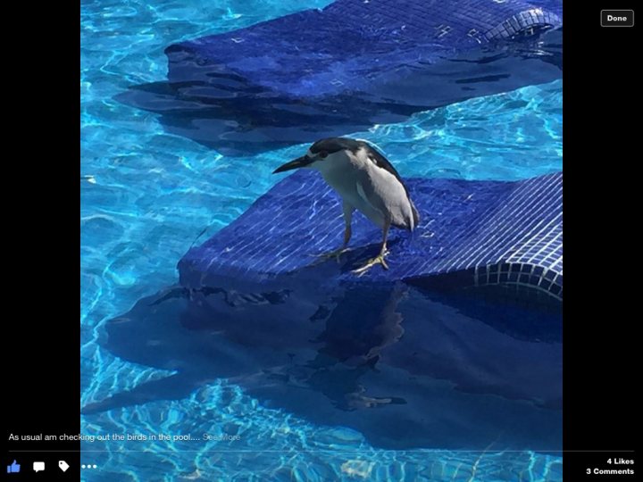 Bird I.d.  - Page 1 - All Creatures Great & Small - PistonHeads - The image showcases a serene swimming pool setting. A bird is perched on one of the blue tiles floating on the pool's surface. The bird appears to be looking into the distance, adding a sense of tranquility to the scene. The clear blue sky in the background provides a stark contrast to the pool, enhancing the overall calm mood of the image. The reflection of the tiles can be seen beneath the bird, indicating the stillness of the water. The bird's position and the water's calmness suggest a peaceful moment captured in the photo.