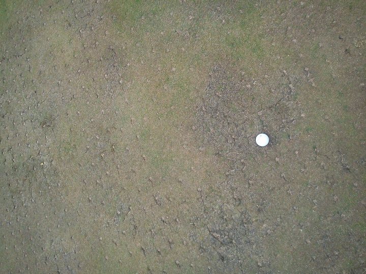 The image shows a close-up view of a distinct spot on a grassy surface, which appears to be a golf ball. The focus is sharp on the ball, which is white and round, and the background is out of focus, creating a shallow depth of field effect. The grass is sparse and somewhat dry, indicative of an outdoor setting. There are no visible texts, numbers, or branding in the image. The composition gives a sense of someone practicing or playing golf.