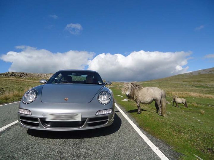 A white horse standing in the middle of a road - Pistonheads - The image captures a countryside scene, featuring a gray Porsche Cayman luxury car parked on the side of a road, with a vast open field visible in the background. Two horses, one of which appears to be a foal, are grazing near the car, adding a pastoral touch to the otherwise urban subject.