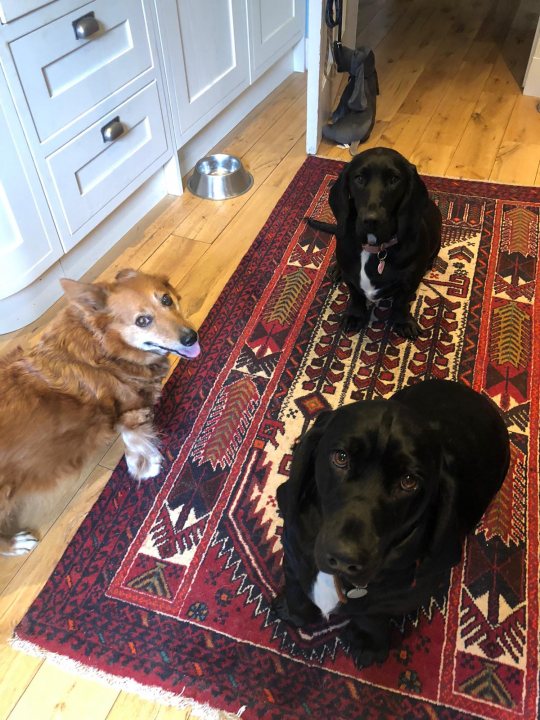 A dog is laying on the floor next to a dog - Pistonheads - The image shows a domestic scene with two dogs sitting on the floor in a kitchen. There's a reddish-brown dog to the left and a black one on the right, both looking directly at the camera. In between them is a beige dog, smaller in size, also facing forward. They are positioned on what appears to be a rug or runner. Behind them, an adult person is partially visible, standing behind the dogs. The room has a homely feel with a hardwood floor and kitchen features like cabinets and appliances are present.