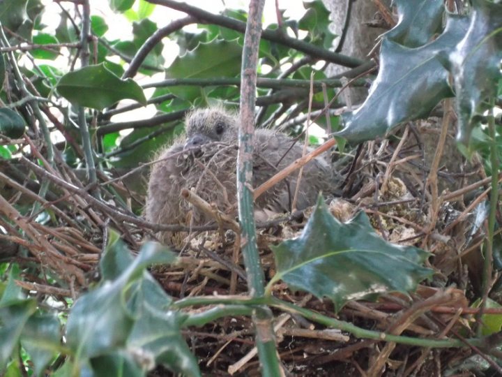 Cuckoo? - Page 1 - All Creatures Great & Small - PistonHeads - The image shows a nest in a tree with green pine needles. A young bird is visible in the nest, peeking out and showing signs of growth and hatching, which would typically happen in the spring. The bird is curled up, suggesting it's still young and possibly just hatched. The nest appears to be built on or near other branches, and there are large green leaves encircling the nest, providing a natural and nurturing environment for the young bird. The scene conveys a sense of tranquility and the beauty of nature.