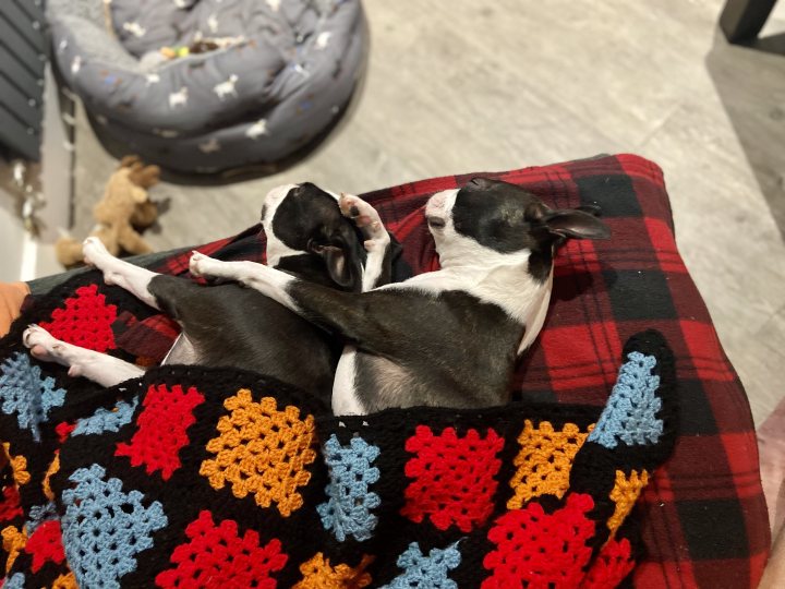 Post photos of your dogs (Vol 4) - Page 180 - All Creatures Great & Small - PistonHeads - The image shows a cozy indoor scene with two Boston Terrier puppies snuggled in a red blanket, resting on top of a dog bed. They are lying down next to each other, their heads comfortably nestled on the soft fabric. Behind them, there is a partially visible person holding a cell phone and capturing this sweet moment. The setting appears to be a home environment, with a window in the background and what looks like a Christmas tree decoration. The puppies are wearing small bandanas around their necks, adding to the charm of the scene.