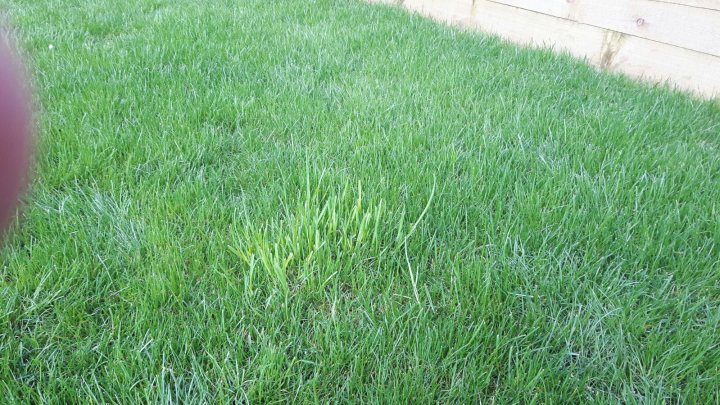 2018 Lawn thread - Page 11 - Homes, Gardens and DIY - PistonHeads - The image shows a close-up section of a well-maintained grassy area. The grass is vibrant and appears to be freshly cut or recently grown. The lawn has a neat and evenly cut length, suggesting regular maintenance. The color intensity of the grass, particularly in the shadows, suggests it might be late afternoon or the area could be shaded by another structure or tree. There is a faint presence of a person on the left-hand side of the image, but the focus is on the grass. There are no texts visible in the image.