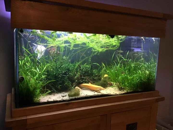 Show me your aquarium - Page 43 - All Creatures Great & Small - PistonHeads UK