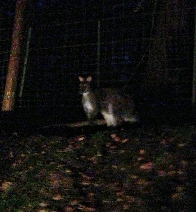 Just spotted a wallaby in Marlow - Page 1 - Thames Valley & Surrey - PistonHeads