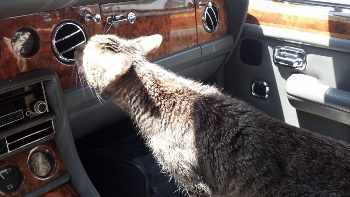 Rather imperious, don't you think? - Page 1 - Rolls Royce & Bentley - PistonHeads - The image captures a moment of curiosity in a car. At the heart of the scene is a cat, its fur a mix of black and gray, its eyes wide with interest, sniffing at an air vent in the dashboard. The cat, with its head tilted towards the car's center console, appears caught up in the scent emanating from the vent. The interior of the car, with its elegant wooden paneling and sleek, modern design, adds a touch of sophistication to the scene. The car appears to be in motion, and the interactions between the cat and its environment create a sense of dynamism and adventure.