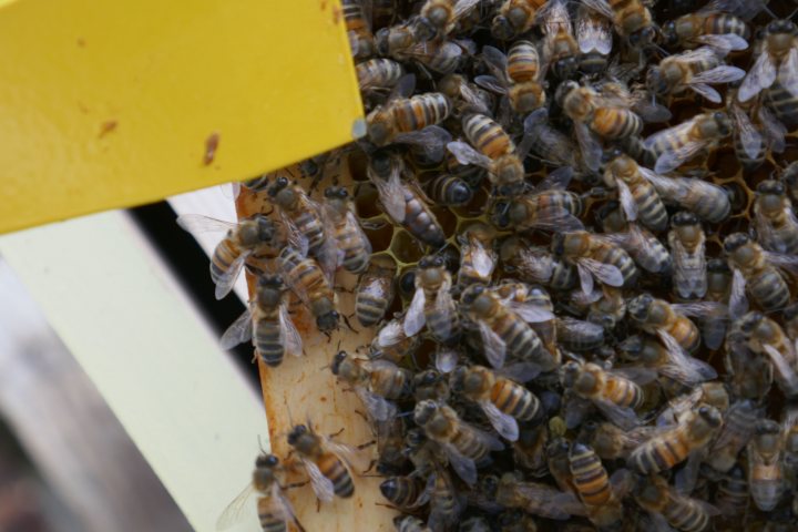 I am now a Beekeeper!! - Page 15 - All Creatures Great & Small - PistonHeads UK
