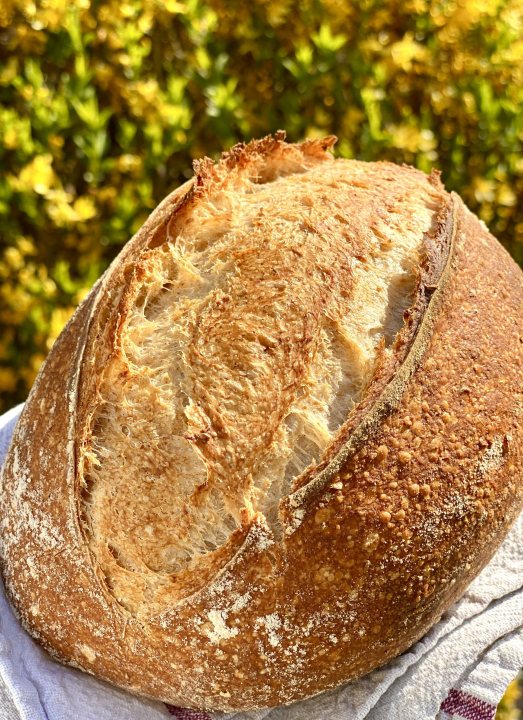 Sourdough breadmaking - Page 18 - Food, Drink & Restaurants - PistonHeads