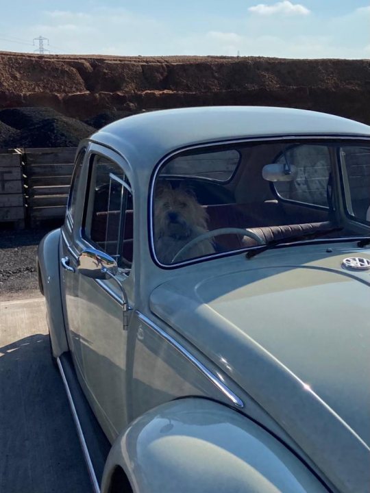 Post photos of your dogs (Vol 4) - Page 281 - All Creatures Great & Small - PistonHeads UK