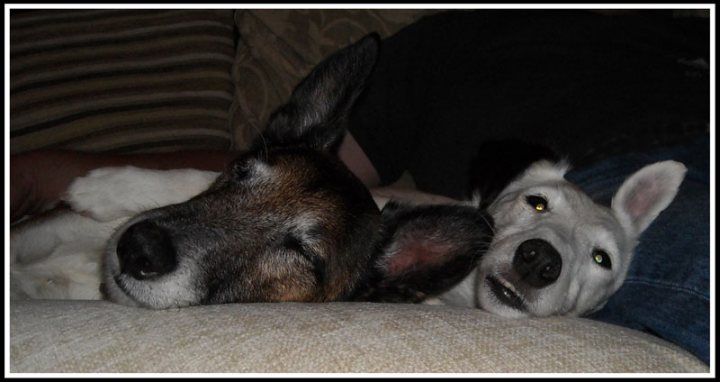 Pistonheads - The image shows an indistinguishable close-up of two pets lying down, one with a black head and a cream-colored body, and the other with a white coat. The pets appear to be resting or sleeping and are curled up together, with their heads turned towards each other. The background is blurred, emphasizing the subjects, but it hints at a cozy indoor setting with a patterned couch. The orientation of the photo is landscape, and the style is a casual, real-life snapshot of pets together.