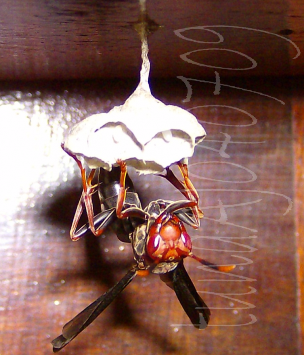 Marimbondo Inseto Insect Wasp