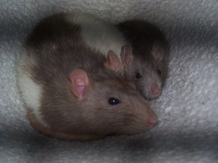 Baby rats now born - live webcam link - Page 5 - All Creatures Great & Small - PistonHeads