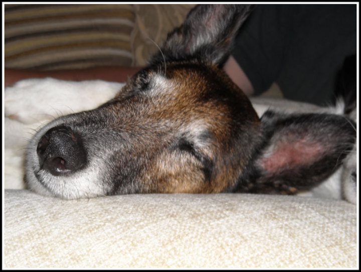 Pistonheads - The image is a close-up, with the focus being on a dog. The dog has its eyes closed, and its ears are sticking out slightly, implying a relaxed state. The dog's nose is visible, and it appears to be lying on a couch that has a patterned fabric. There is a person visible in the background, but they are out of focus, adding more attention to the dog. The overall setting suggests a cozy, indoor environment.