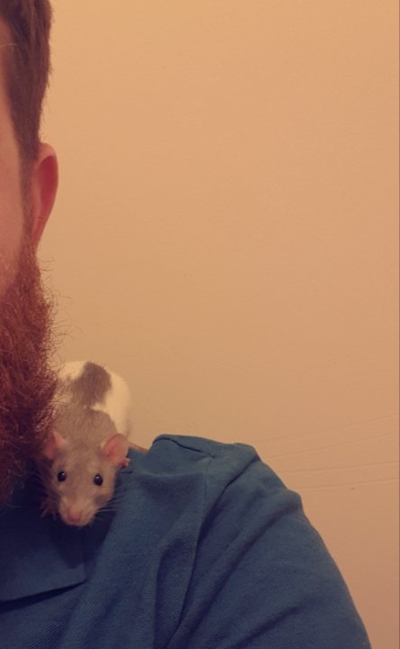 anyone here  with a pet rat? - Page 4 - All Creatures Great & Small - PistonHeads