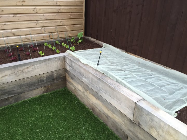 Has anyone build raised border using (new) oak sleepers - Page 1 - Homes, Gardens and DIY - PistonHeads - The image depicts a greenhouse, which appears to be a converted type of cabinet or structure. Inside the greenhouse, there are several planters containing young plants. A notable structure within the greenhouse is a floating guide rope, used to aid gardening by indicating the ideal height for the plants to grow. The greenhouse is made of wood, and the ground is covered with metal tracks or troughs, possibly for water or heating purposes. The environment outside the greenhouse appears to be a residential garden with a wooden fence bordering it.