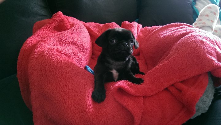 Meet Jessie, our Pug puppy - Page 1 - All Creatures Great & Small - PistonHeads