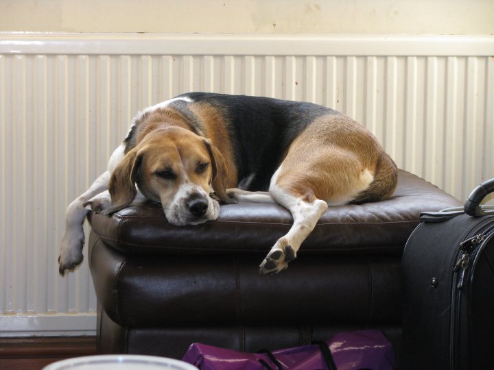 Pup Beagle Pistonheads