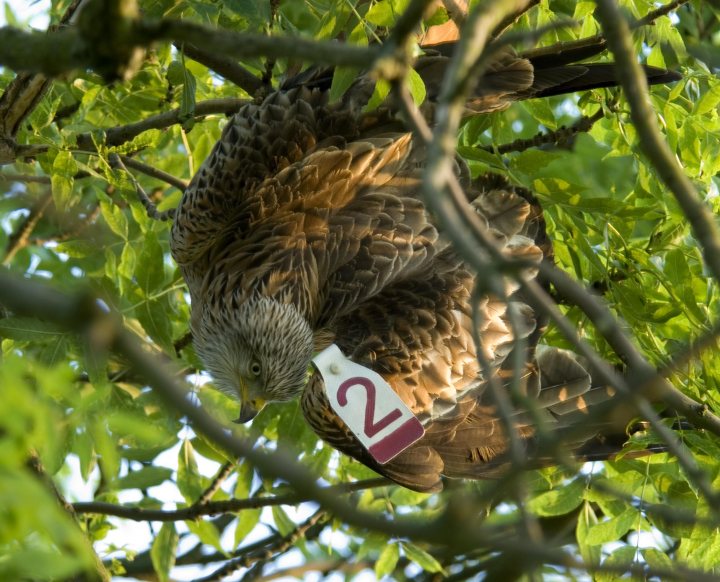 Springwatch Pistonheads - In the heart of lush green foliage, a tagged bird of prey, a falcon, is captured in mid-flight. The falcon, colored in hues of brown, white, and grey, is impressively weighted to a single limb on a tree branch. A red tag on the bird indicates it's a part of a monitoring or ecological study. The image captures a fleeting moment as this magnificent bird navigates the dense tree branches.