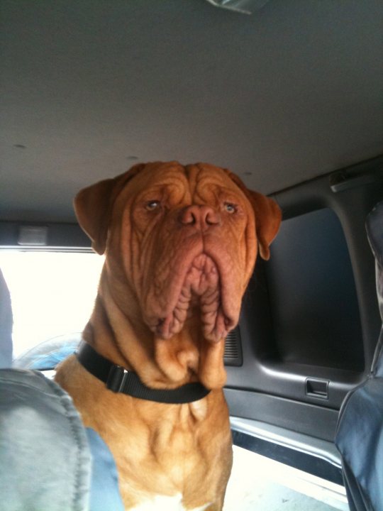 Post photos of your dogs - Page 197 - All Creatures Great & Small - PistonHeads - This image features a large, distinctively wrinkled brown dog. The dog is positioned in the interior of a vehicle, sitting in what appears to be a passenger seat. Its face is looking directly towards the camera, with a somewhat surprised or curious expression. The dog's fur is a rich brown color with a gleam, typically indicative of a wet coat, suggesting it might have rained earlier.