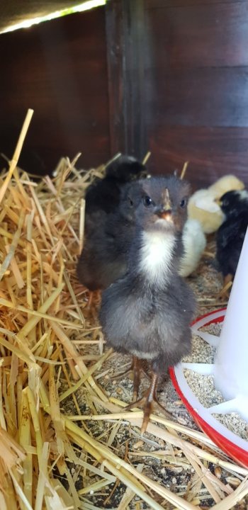 Chickens, now she's done it! (cute chick content) - Page 3 - All Creatures Great & Small - PistonHeads