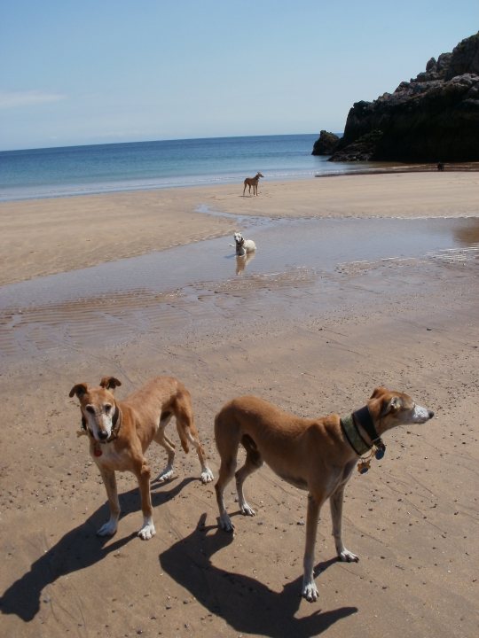 A group of dogs walking along a beach