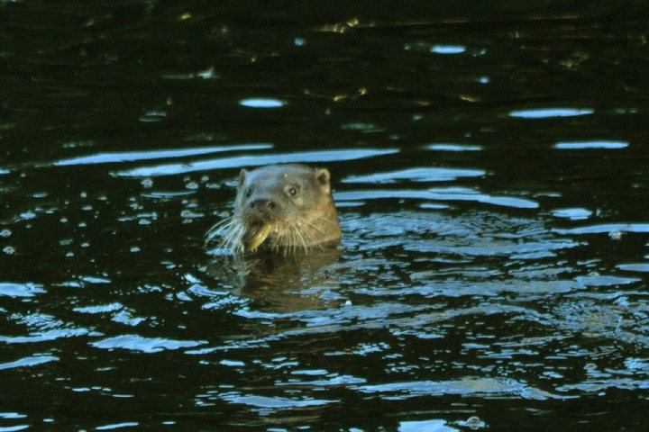 Urban Otters - Page 1 - All Creatures Great & Small - PistonHeads - The image captures a moment of tranquility in a body of water, where a small brown otter has emerged from the depths. The otter, with its sleek fur and a nose that is sharp and pointed, stands out against the calm surface of the water. It appears to be floating with a piece of food in its mouth, perhaps enjoying a meal. The water around the otter is slightly disturbed, suggesting the animal's movements or perhaps a gentle wake from some distant source. The otter's position suggests it is at the surface, possibly swimming or scouting the area. The overall scene is one of quiet solitude and the simple beauty of nature.