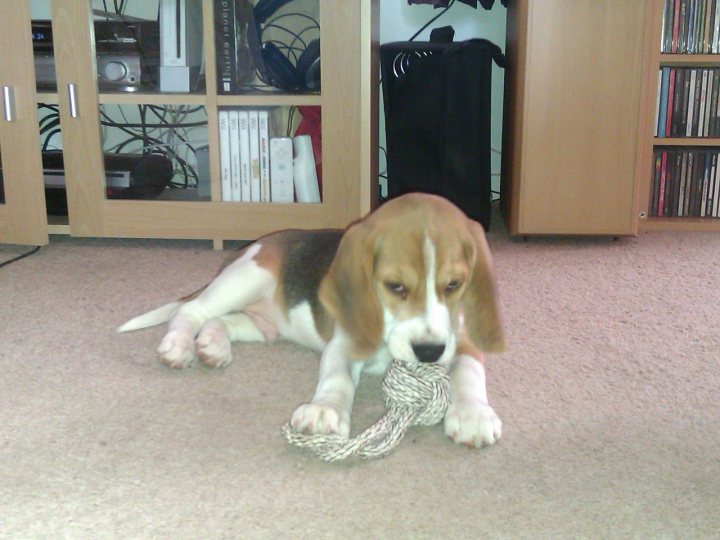 About to get a Beagle pup - Page 1 - All Creatures Great & Small - PistonHeads