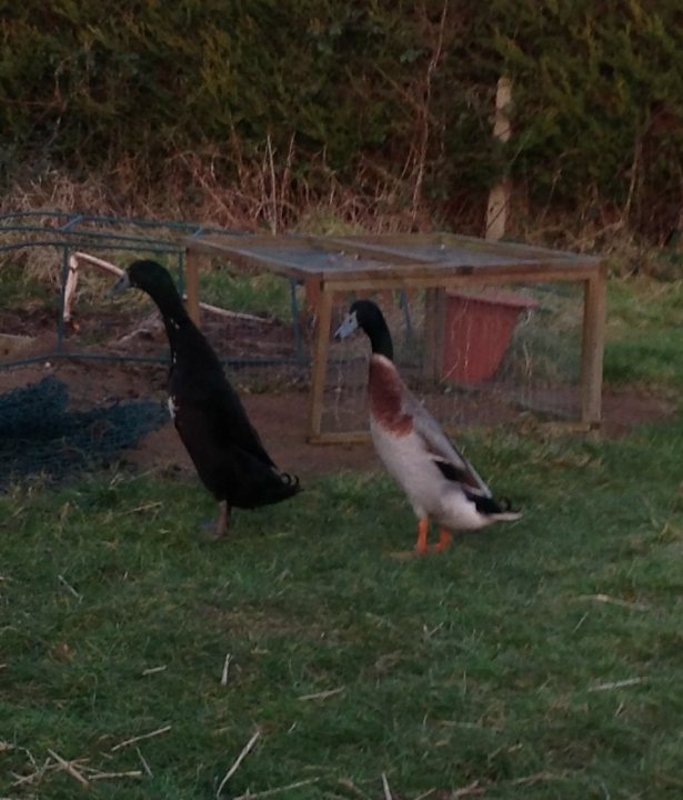 Good home sought for 2 male Indian runner ducks. - Page 1 - All Creatures Great & Small - PistonHeads