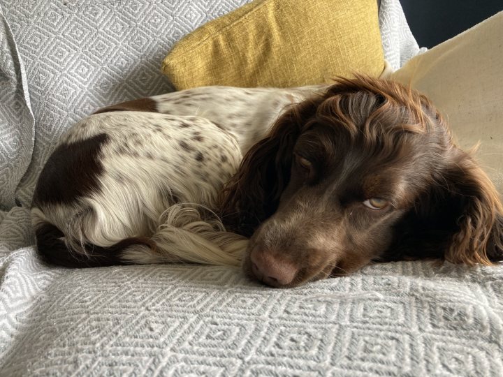 Post photos of your dogs (Vol 5) - Page 71 - All Creatures Great & Small - PistonHeads UK - In the image, a brown and white dog is comfortably sprawled out on a couch. The dog appears to be lying down, its eyes closed in what looks like contentment. The couch, covered with a blanket, spans across the frame of the image. The dog's fur contrasts beautifully against the light-colored fabric of the couch, creating a warm and inviting scene. There is no text present in the image, allowing the viewer to focus solely on the peaceful moment captured.