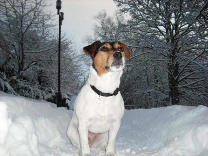 Post photos of your dogs - Page 146 - All Creatures Great & Small - PistonHeads - In the midst of a snowstorm, a brown and white dog with a black collar stands as the central figure in an otherwise monochromatic landscape. The dog, wearing a collar with an embedded name tag, is situated in the center of the image, facing the camera directly. The background is filled with dark, leafless trees covered in heavy snowfall, indicating a winter scene. The snow is deep around the dog's feet, and a solitary light post can be seen in the snowy background. The dog's expression is attentive and alert, suggesting it is posing for the photograph.