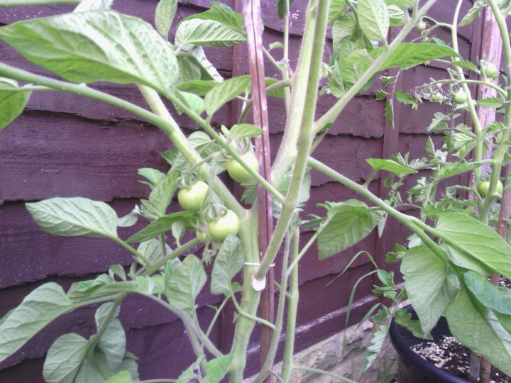 A tree filled with lots of green leaves - Pistonheads - The image depicts a thriving tomato plant with bright green leaves. The plant is laden with several unripe tomatoes, some of which are still in the rock bottom base of a black pot visible in the bottom right corner. There's a wooden fence behind the plant, providing a rustic backdrop to the vibrant garden scene. The plant appears to be well-tended and is exhibiting healthy growth, with each stem featuring multiple foliage leaves that epitomize the rich green color of a flourishing garden.