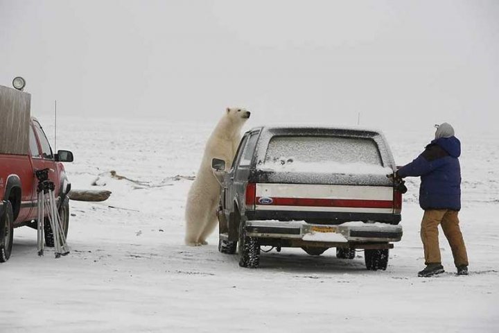 Bears Change Big Killing Scam Polar Pistonheads Climate