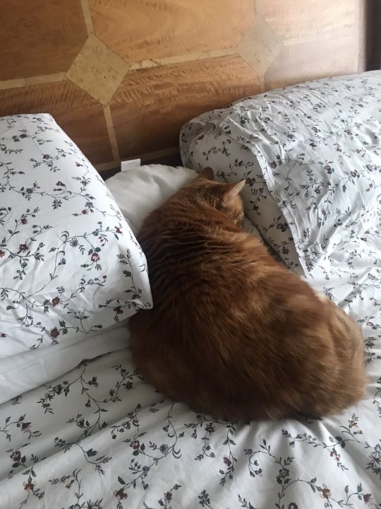 It's Caturday- Post some cats (vol 3) - Page 313 - All Creatures Great & Small - PistonHeads UK - The image captures a serene moment of a ginger cat lying on top of an unmade bed. The bed is adorned with white and blue floral sheets, creating a cozy atmosphere. The cat, the main subject of the image, is curled up, seemingly resting or sleeping. It is positioned in the center of the bed, adding to the tranquility of the scene. The background features a beige wall, subtly enhancing the overall warm and inviting tone of the photo.