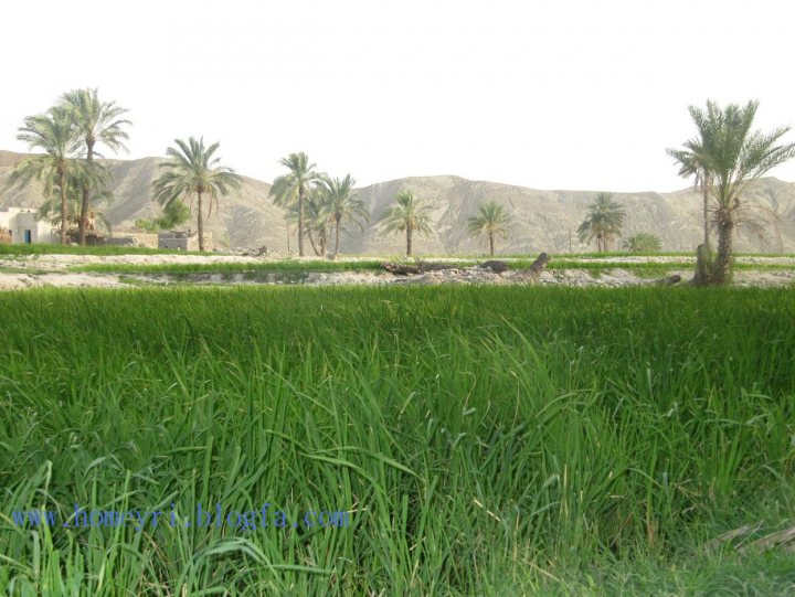 This image shows a vast, green field stretching to a line of trees in the distant background. A few palm trees punctuate the landscape, providing a contrast against the more typical coniferous vegetation. The sky is clear, indicating good weather conditions. The perspective of the photo suggests it might have been taken from an elevated position, perhaps a hill or a tall vantage point, offering a panoramic view of the field and surrounding natural scenery.