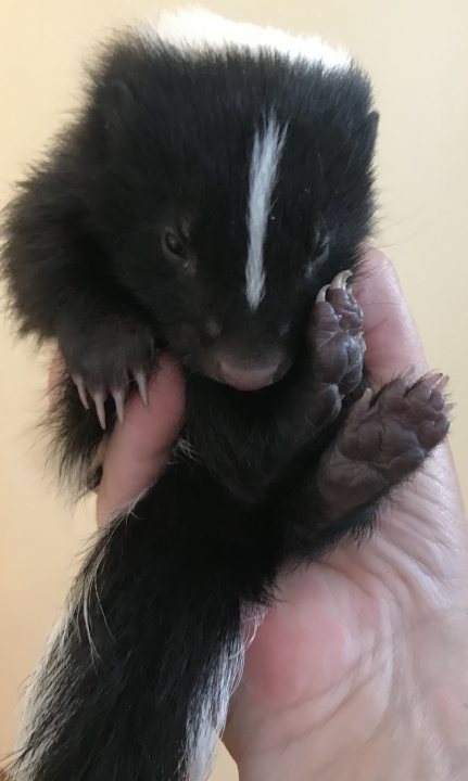 Something different. Meet my new baby Skunk - Page 6 - All Creatures Great & Small - PistonHeads UK