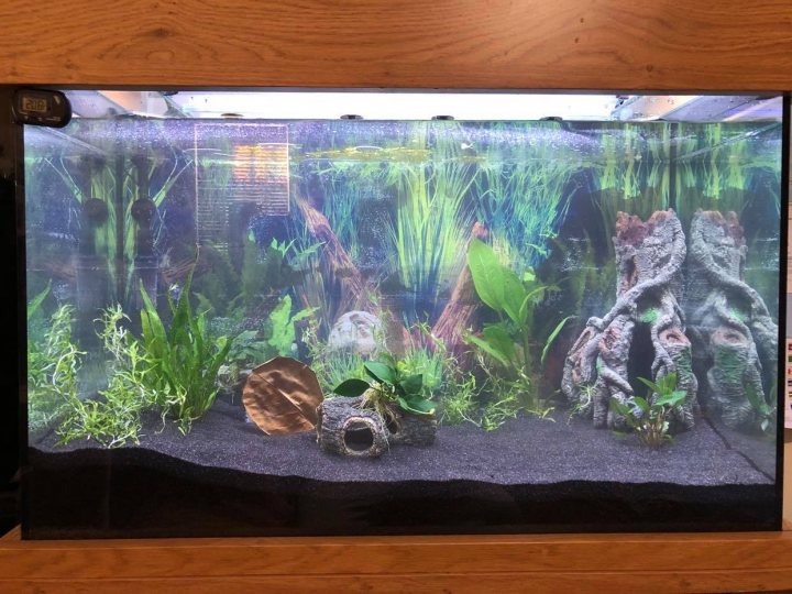 Show me your aquarium - Page 4 - All Creatures Great & Small - PistonHeads