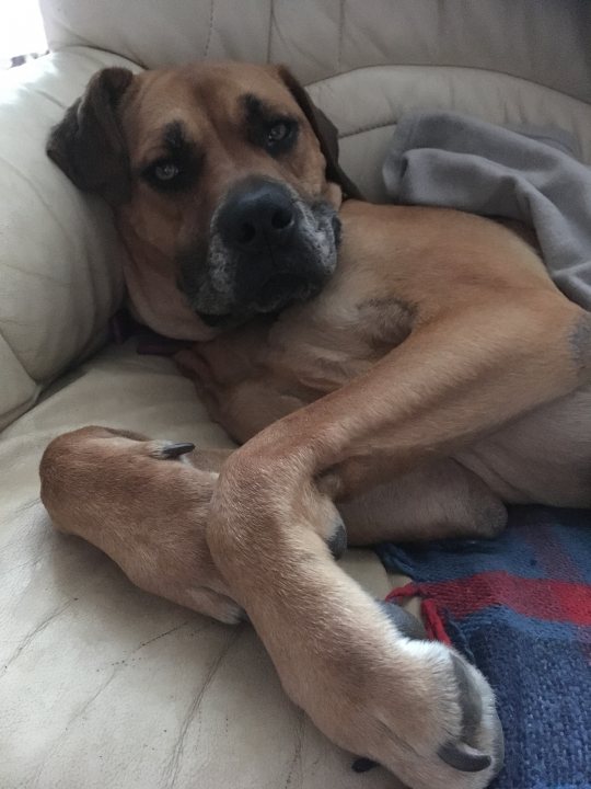 Post photos of your dogs (Vol 3) - Page 25 - All Creatures Great & Small - PistonHeads - This image depicts a close-up of a dog resting on a beige couch. The dog appears to be of a large breed, with a medium length coat and a muscular build. Its eyes are closed, and it is holding one paw up, with its nose almost touching its front paw. Its muzzle is dark and it has a slight wrinkle around its nose. A blanket drapes over the arm of the couch, suggesting a cozy and comfortable environment.