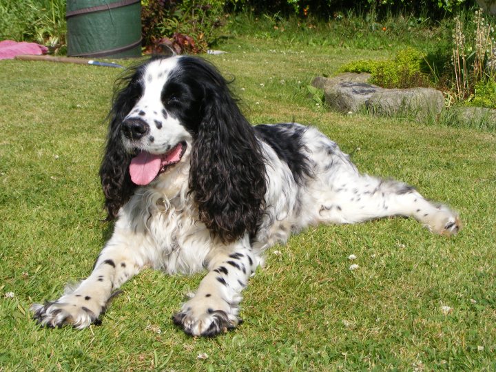 A black and white dog laying on top of a grass covered field - Pistonheads - In the image, there is a black and white Spotted Dalmatian laying on a lush green lawn. The dog is facing the camera with its tongue sticking out, giving the impression of a relaxed and possibly tired day. The lawn appears to be in a garden setting, and the dog's collar and spots are clearly visible. The entire scene exudes a sense of tranquility, with the natural light illuminating the fluffy coat of the Dalmatian.