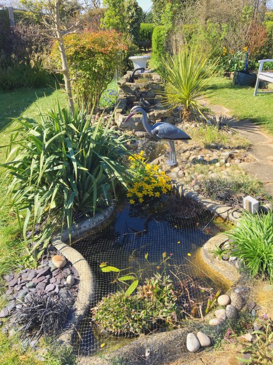 Show your Ponds - Page 5 - Homes, Gardens and DIY - PistonHeads