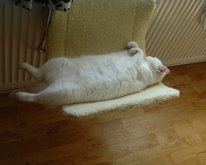 Caturday Cats Pistonheads - The image presents a tranquil scene of a large white cat comfortably sprawled out on a fluffy white cat chair set up in front of a heater. The cat is facing up towards the camera, embodying a state of relaxation. The room has a hardwood floor, adding a warm and sleek touch to the room's ambience. The cat's peaceful slumber adds a sense of calm and coziness to the image.