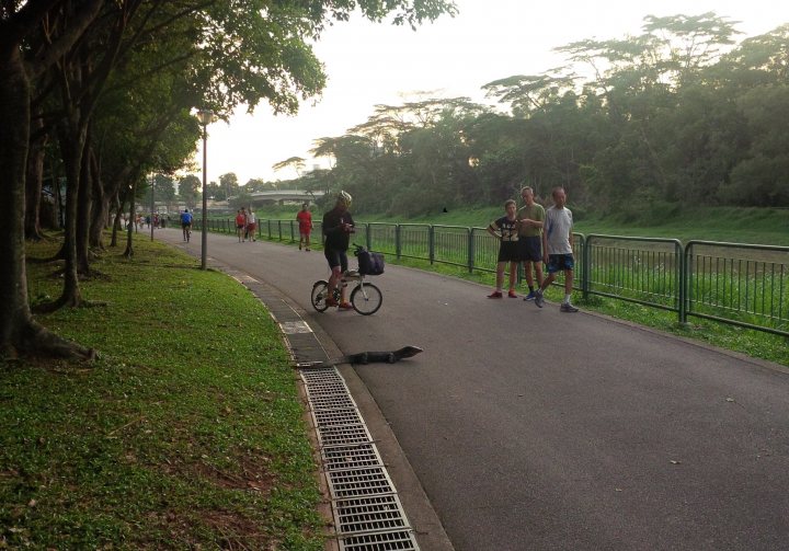 The "Photos From Today's Ride" thread... - Page 150 - Pedal Powered - PistonHeads - The image captures a vibrant scene in a park. In the midst of daytime, people are enjoying various activities. A person is riding a bicycle on the paved path, near a small waterway. The path is bordered by lush green trees and grassy areas. There's a person taking a casual stroll and another simply enjoying the day. The atmosphere is relaxed and peaceful, typical of a park setting.