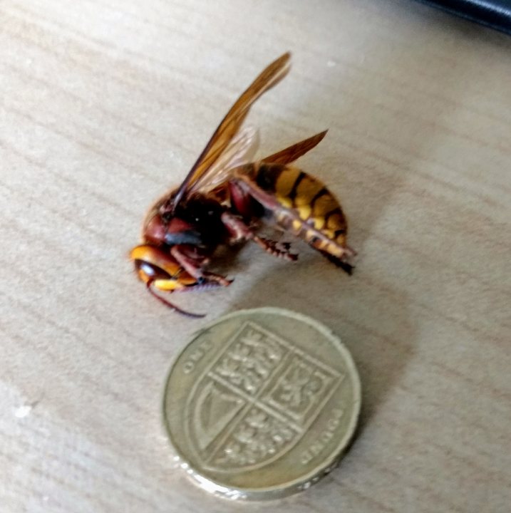 Bigger than your average wasp... - Page 1 - All Creatures Great & Small - PistonHeads