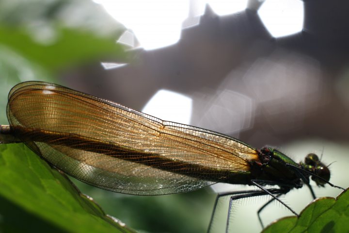 The Damselflies are out in force - Page 1 - Photography & Video - PistonHeads