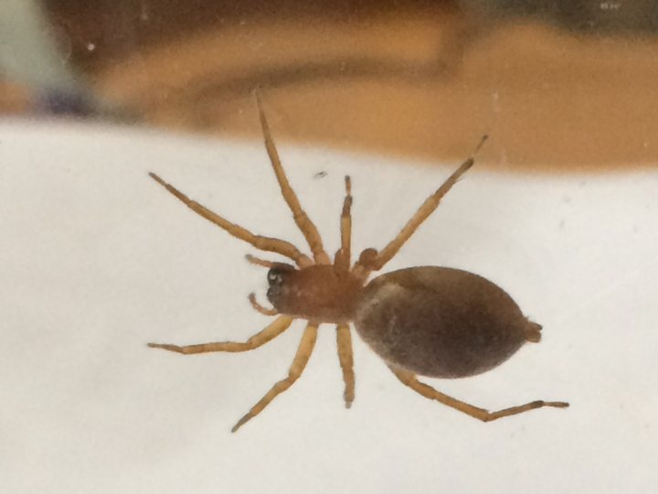 Anybody any good with spiders? - Page 1 - All Creatures Great & Small - PistonHeads - The image shows a single brown spider perched on a glass surface, standing on its hind legs with its legs splayed for balance. The spider is facing towards the left of the frame, with some of its legs slightly folded inwards. The glass is clean and clear, providing a mirror-like reflection of the surrounding area. No discernable items are visible in the background, creating a focused view of the spider. The overall color scheme is neutral, with the brown of the spider contrasting against the white background.