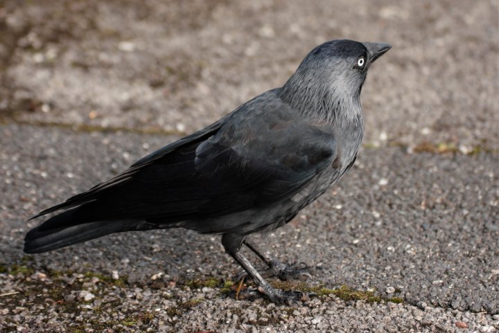 Pistonheads - The image captures a moment of urban wildlife, with a blackbird standing on a pavement. The bird is facing the camera, displaying its grey wings and tailfeathers, along with a white underside. The background reveals a mundane scene of a street lined with buildings, suggesting an urban environment. Despite the concrete surface underfoot, the bird appears calm and at ease in this setting.